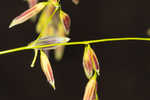 Annual wildrice <BR>Nakedstem dewflower <BR>Nakedstem dewflower <BR>Nakedstem dewflower <BR>Nakedstem dewflower